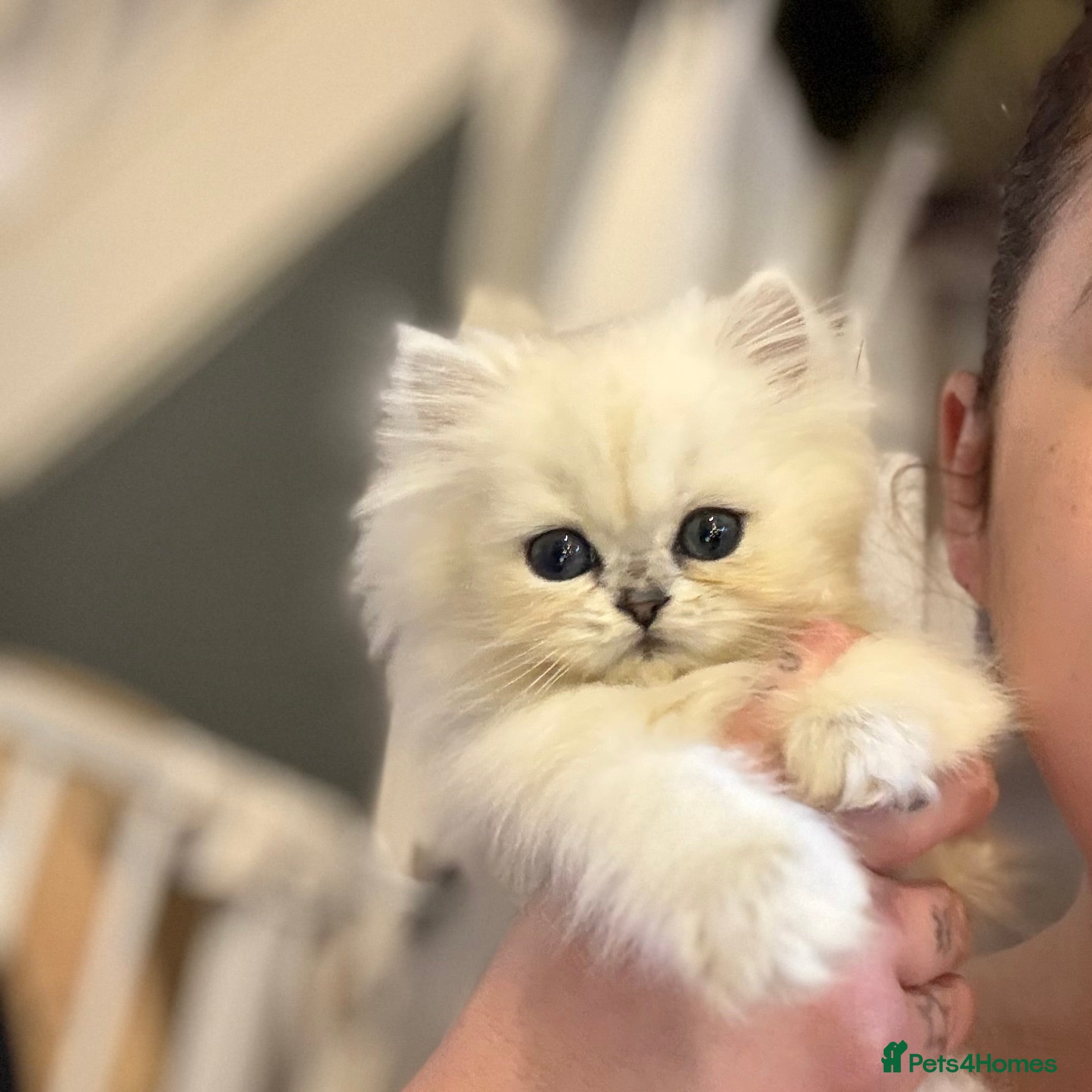 Persian cats Only 1 doll face silver tipped Persian chinchilla - Advert 2