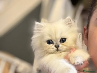 Persian cats Only 1 doll face silver tipped Persian chinchilla - Advert 2