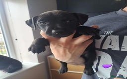 Patterdale Terrier dogs for sale: Patterdale pups - Image 3