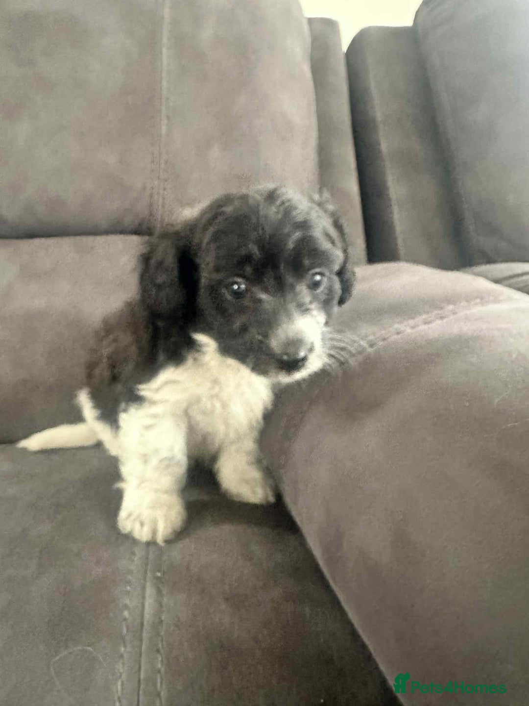 Jackapoo dogs for sale: Poodle x ready now  - Image 7