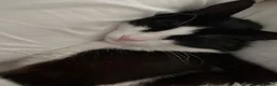 Turkish Angora cats for stud: Friendly male cat looking for his forever home - Advert 5