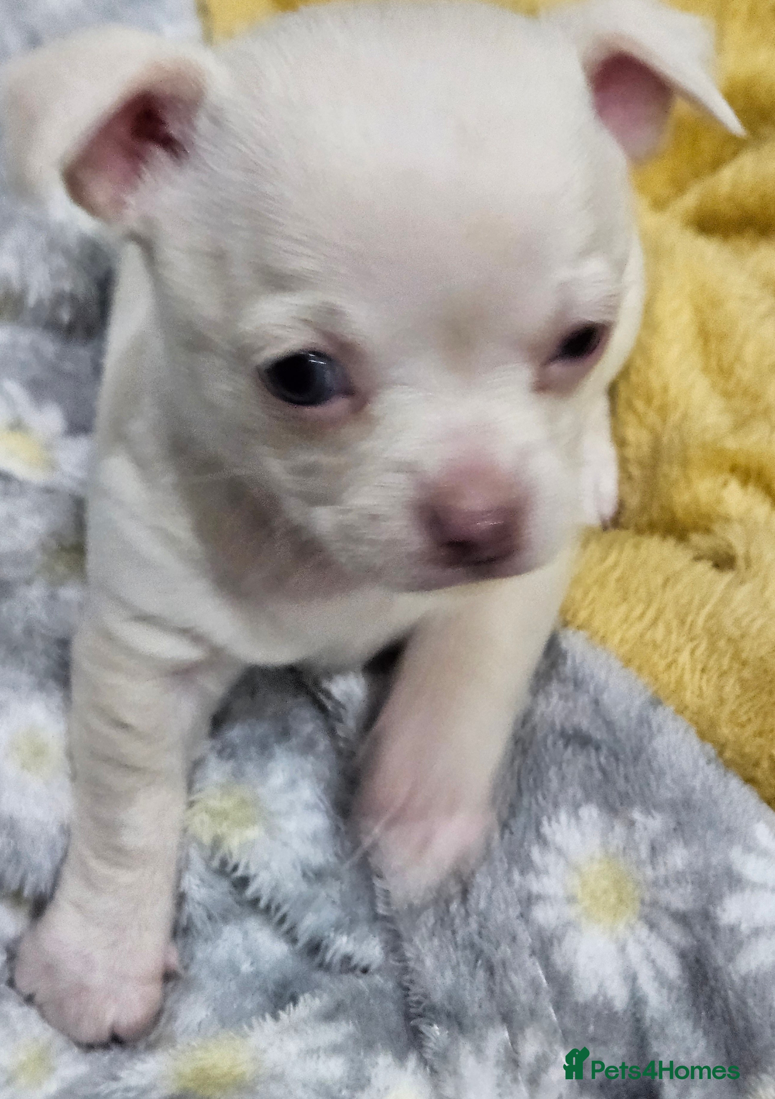 Chihuahua dogs Small White/Champagne With Blue  Eyes Chihuahuas  - Advert 4
