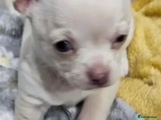 Chihuahua dogs Small White/Champagne With Blue Eyes Chihuahuas - Advert 1