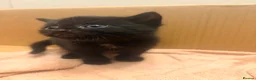 British Longhair cats for sale:  2 BEAUTIFUL FLUFFY BLACK KITTENS FOR SALE  in Norwich - Advert 4