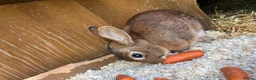 Mixed Breed rabbits for sale: Two gorgeous bonded boy rabbits for sale - Advert 3