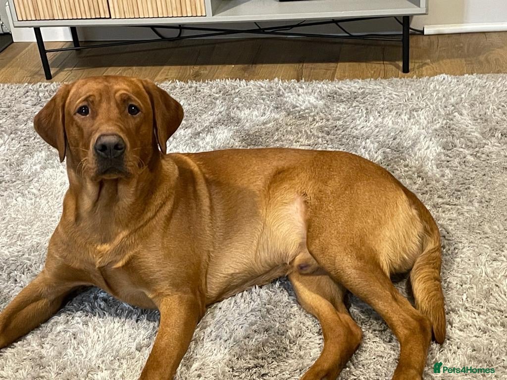 Labrador Retriever dogs Lovely Fox Red Lab for stud 🧡 - Advert 15