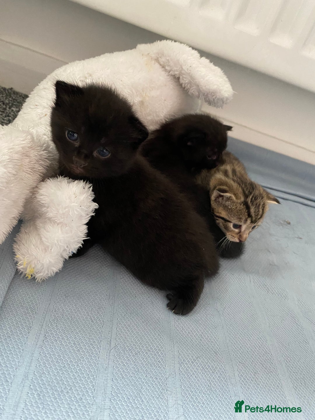 Mixed Breed cats for sale: Adorable kittens forsale  - Image 5