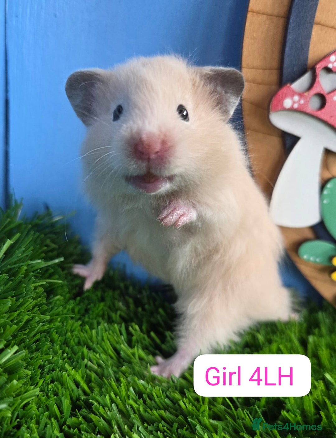 Hamster rodents for sale: Baby Syrian Hamsters Males Boys Females Girls - Image 11
