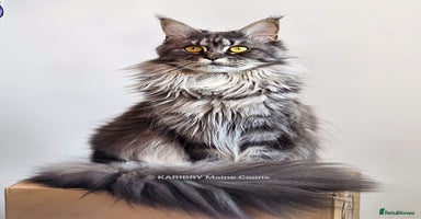 Maine Coon cats - Advert 6