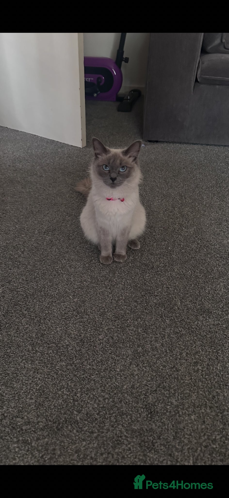 Ragdoll cats Beautiful ragdoll kittens for sale - Advert 4