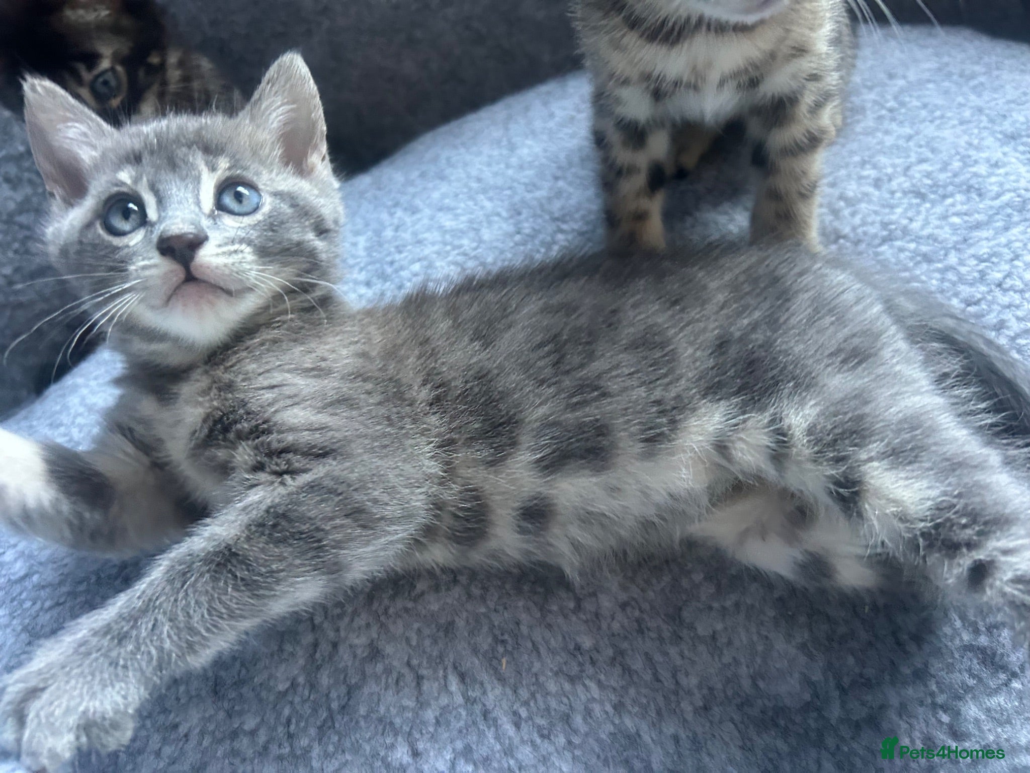 Bengal cats 3 Female Blue TICA Registered Bengal kittens  - Advert 7