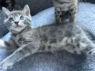 Bengal cats 3 Female Blue TICA Registered Bengal kittens - Advert 7