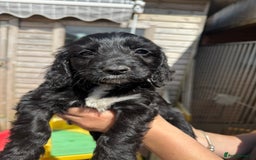 Sproodle dogs for sale: F1 Sproodles for Sale - Image 26
