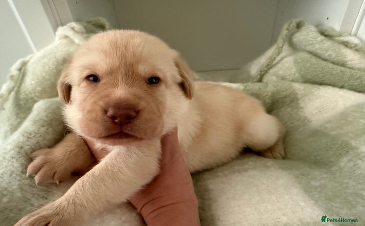 Labrador Retriever dogs - Advert 1