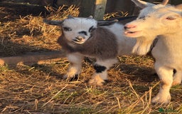 Goats livestock for sale: Wether Pygmy goats - Image 2