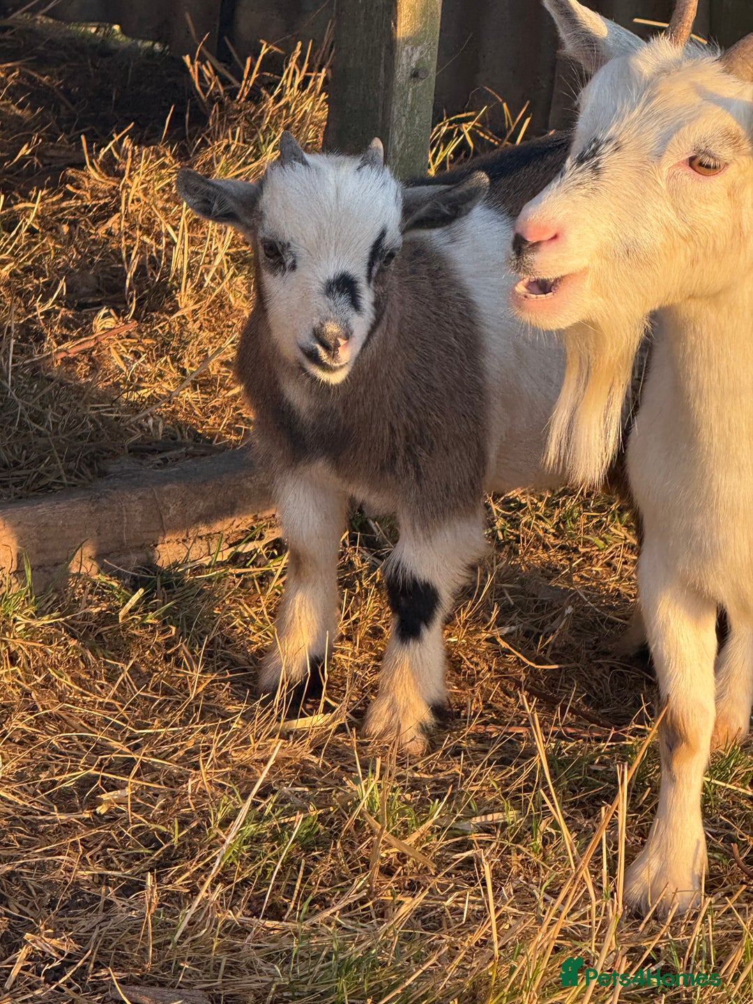 Goats livestock for sale: Wether Pygmy goats - Image 2