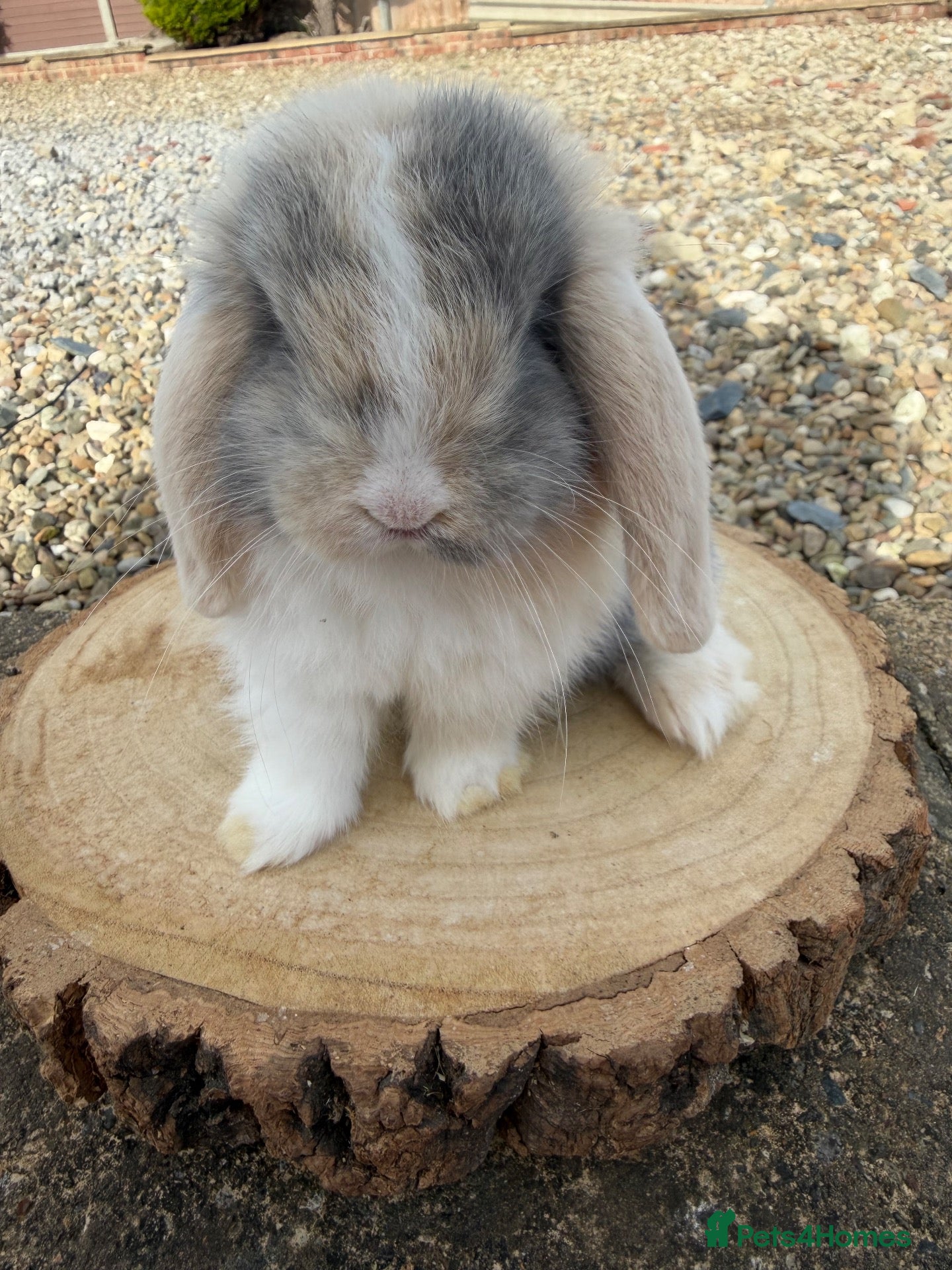 Mini Lop rabbits Beautiful mini lop ready to reserve 💙🩷🥰 - Advert 16
