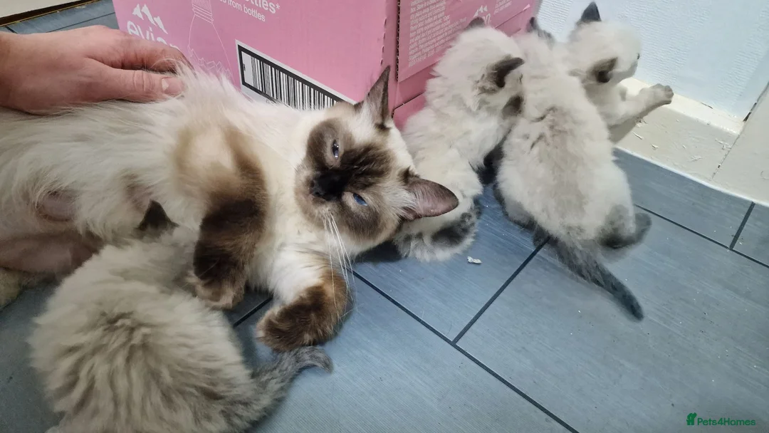 Ragdoll cats for sale: 7 beautiful ragdoll kittens 2 are blue point in Accrington - Advert 8