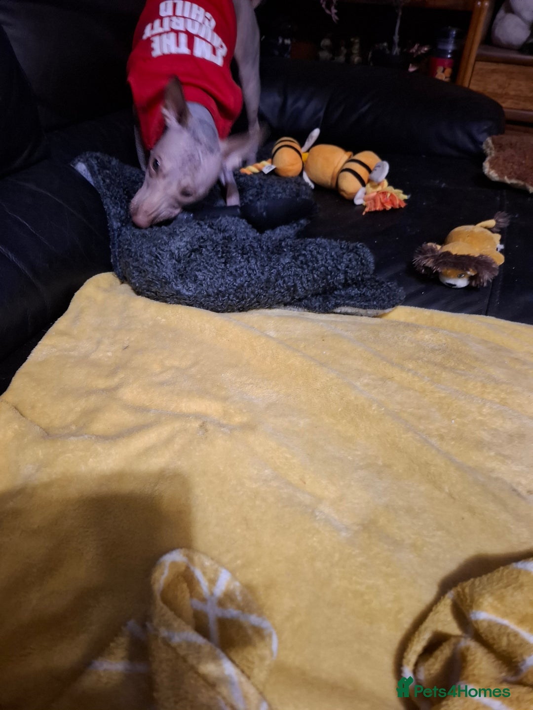 Mexican Hairless dogs for sale: Beautiful little boy 18week old - Advert 10