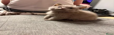 British Shorthair 3