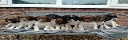 English Springer Spaniel dogs for stud: Traditional keeper's KC working stud - Advert 6