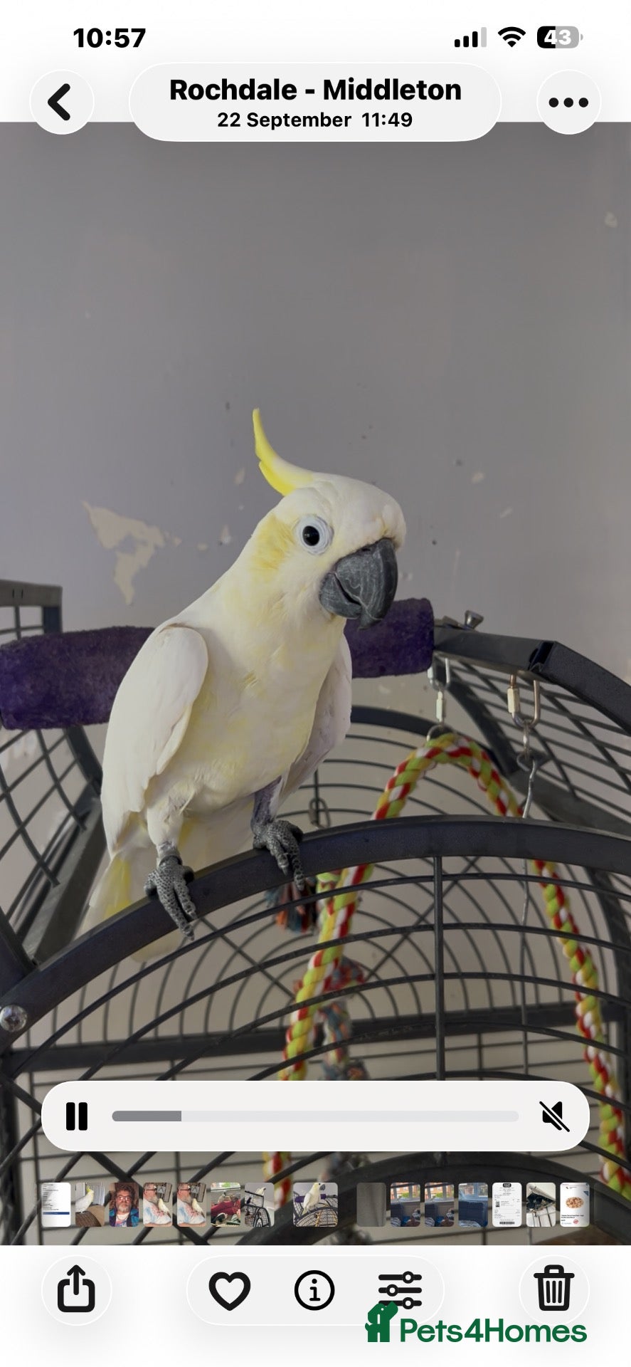 Cockatoo birds Sulphur crested cockatoo 29yrs young tame friendly - Advert 4