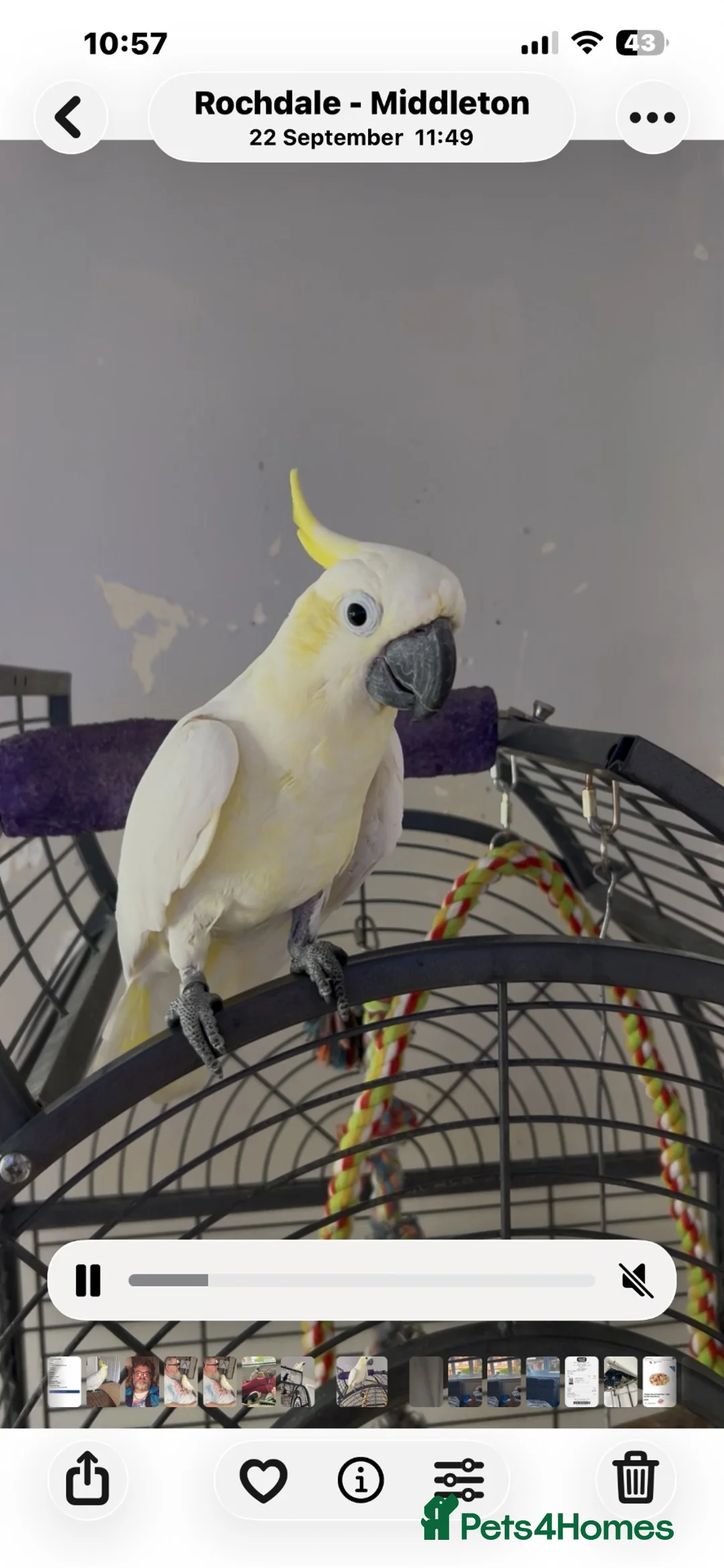 Cockatoo birds for sale: Sulphur crested cockatoo 29yrs young tame friendly - Advert 1