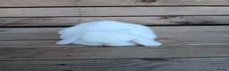 Mini Lop rabbits for sale: Purebred mini lop babies - Advert 21