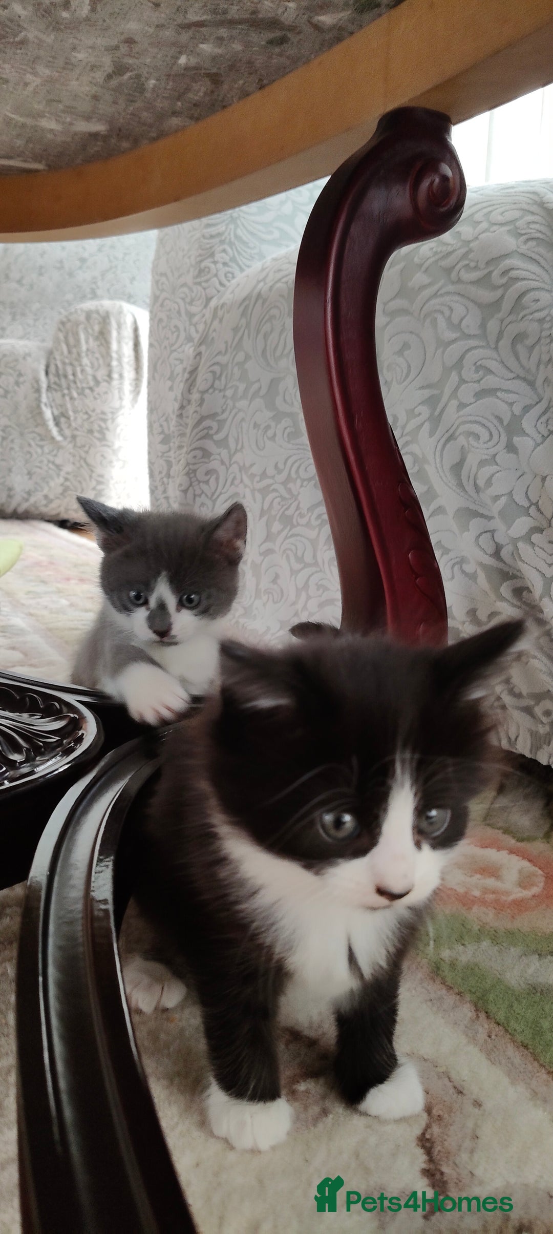Mixed Breed cats for sale: Kitten's  - Image 16
