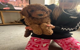 Cockapoo dogs for sale: F1b cockapoo puppies two gorgeous boys left  - Image 18