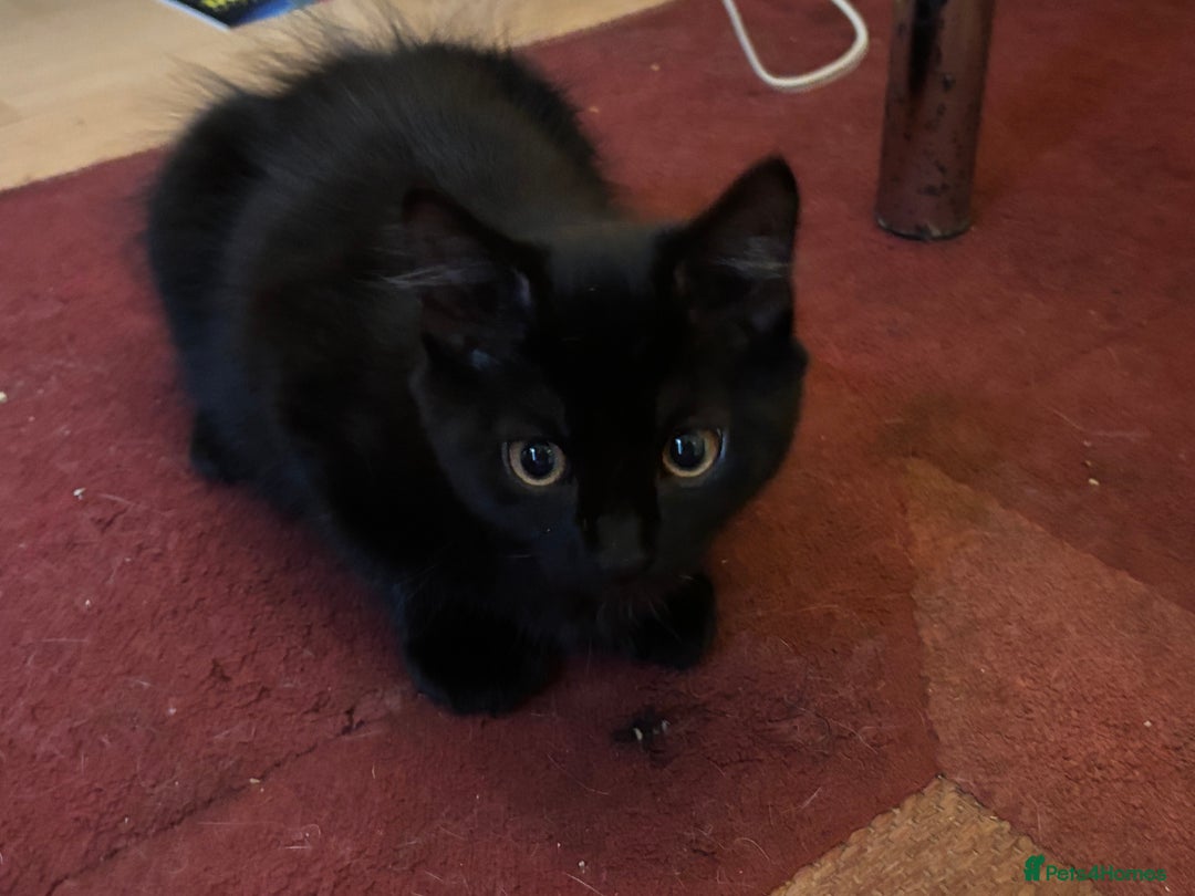 Mixed Breed cats for sale: £30 Three adorable kittens ready immediately  - Image 22