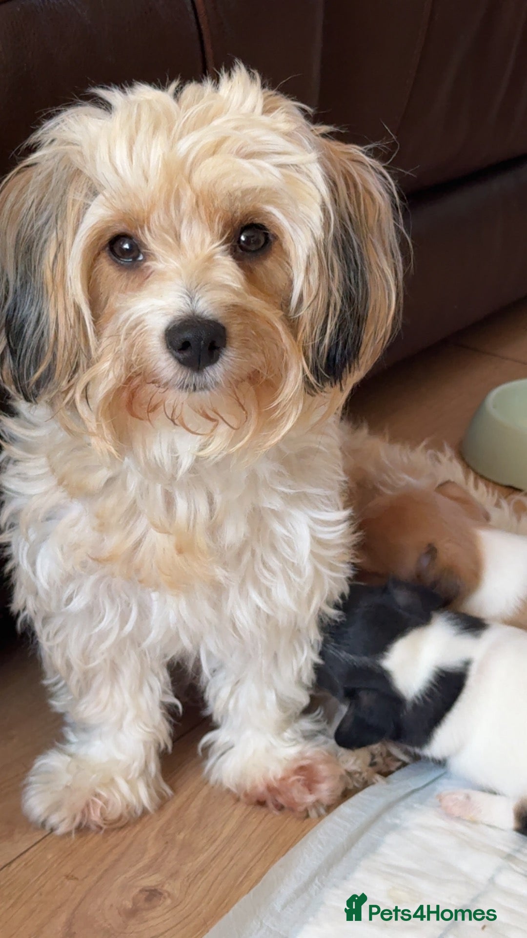 Mixed Breed dogs Jackshitz puppies looking for forever hokes - Advert 18