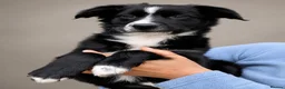 Mixed Breed dogs for sale: Sports/Performance bred puppies 3/4 ASD 1/4 WSD - Advert 6