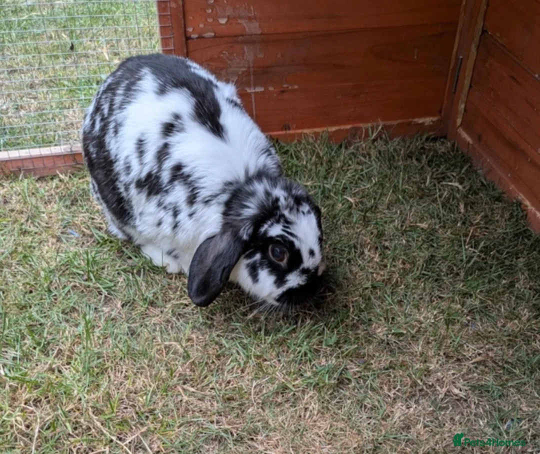 Rex rabbits for sale: 2 Year Old Rabbit for Sale - Advert 8