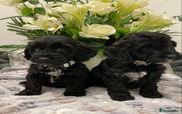 Cockapoo dogs for sale: F1show type Cockapoo. Health tested parents  - Image 1