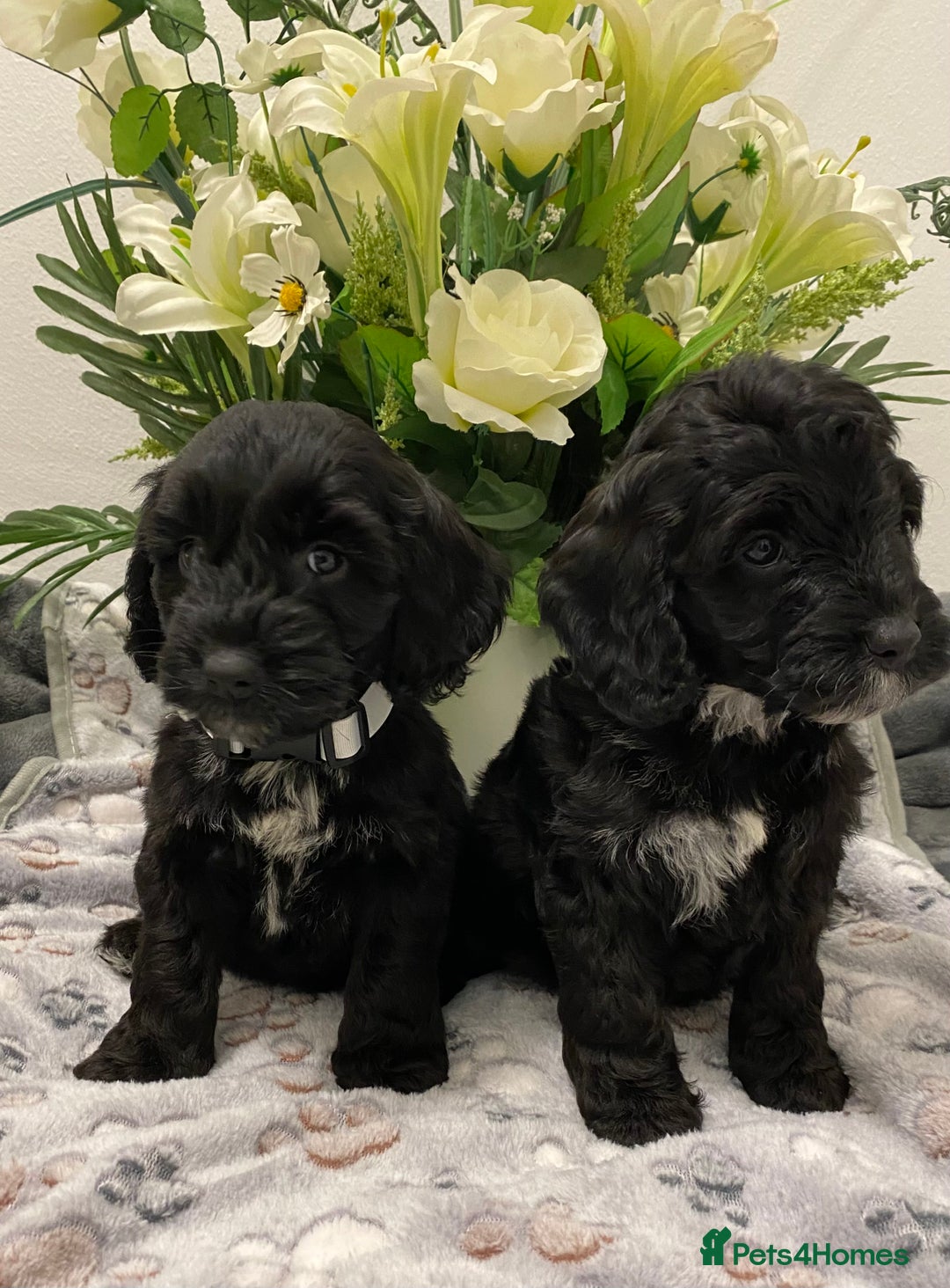 Cockapoo dogs for sale: F1show type Cockapoo. Health tested parents  - Image 1