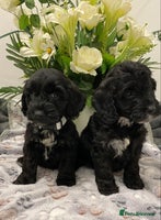 Cockapoo dogs - Advert 14