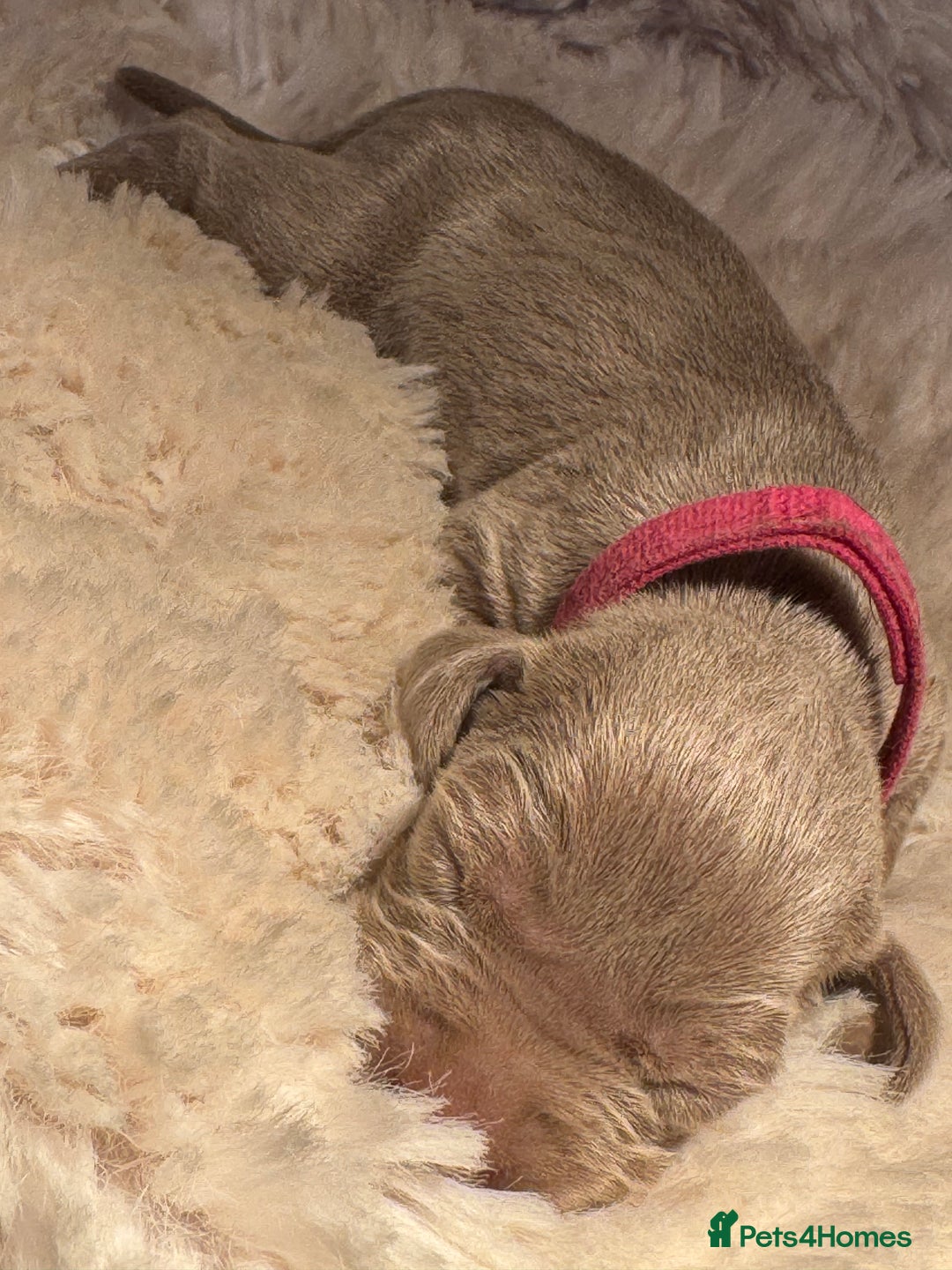 Weimaraner dogs for sale:  KC Reg Weimaraner Pups from Champion Bloodlines ✨ - Image 11
