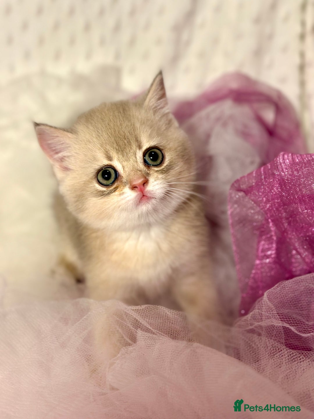 British Shorthair cats for sale: Two Blue Gold Boys  - Advert 13