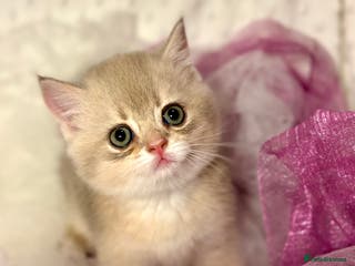 British Shorthair cats Two Blue Gold Boys - Advert 12