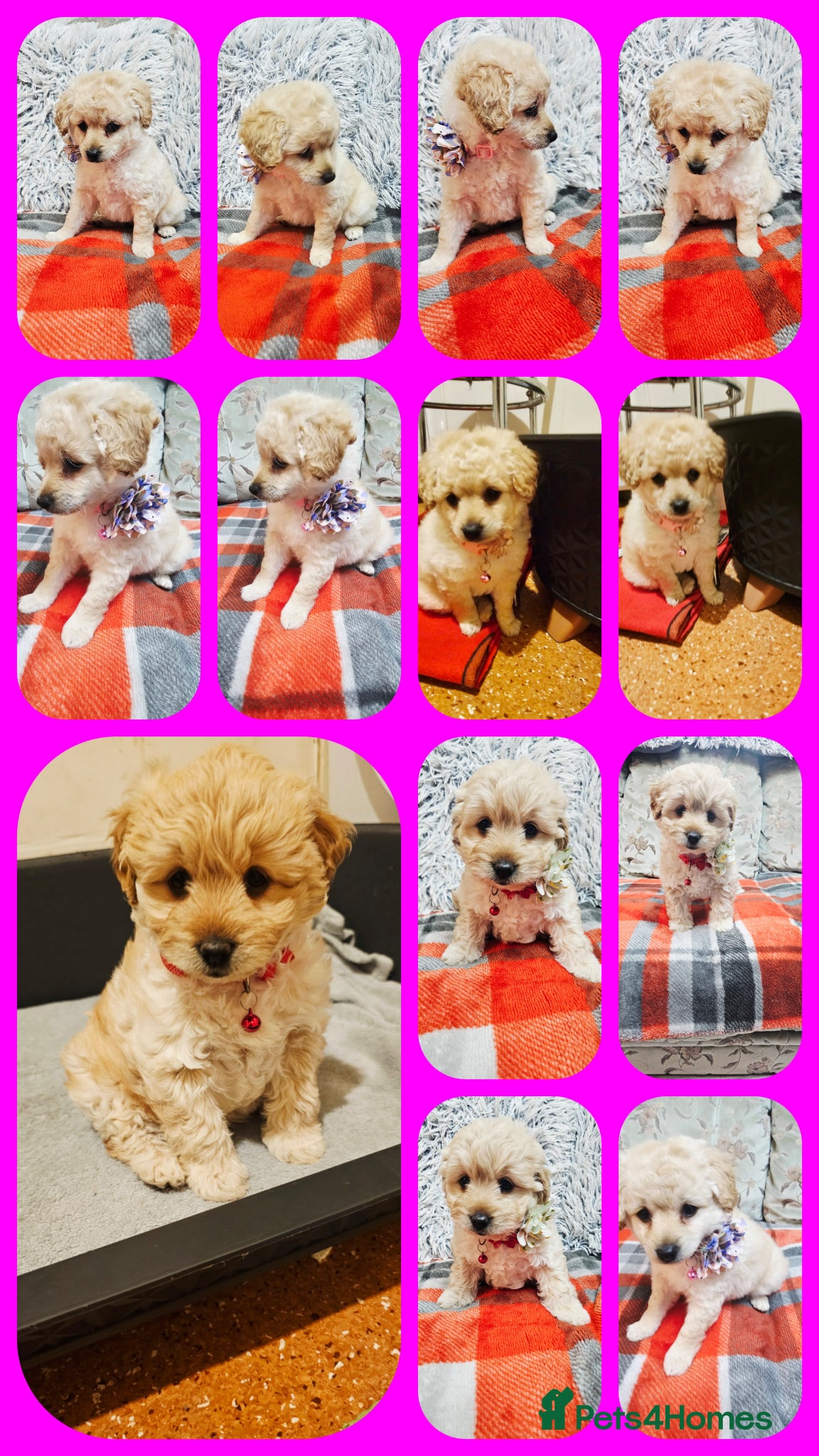 Cockapoo dogs 3 litlle puppy waiting for them forever home! - Advert 18