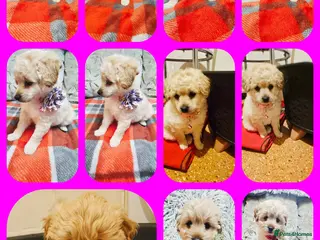 Cockapoo dogs 3 litlle puppy waiting for them forever home! - Advert 18
