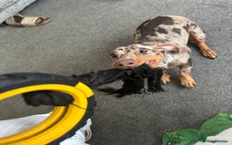 Miniature Dachshund dogs for sale: Miniature Chocolate Dapple Dachshund  - Image 6