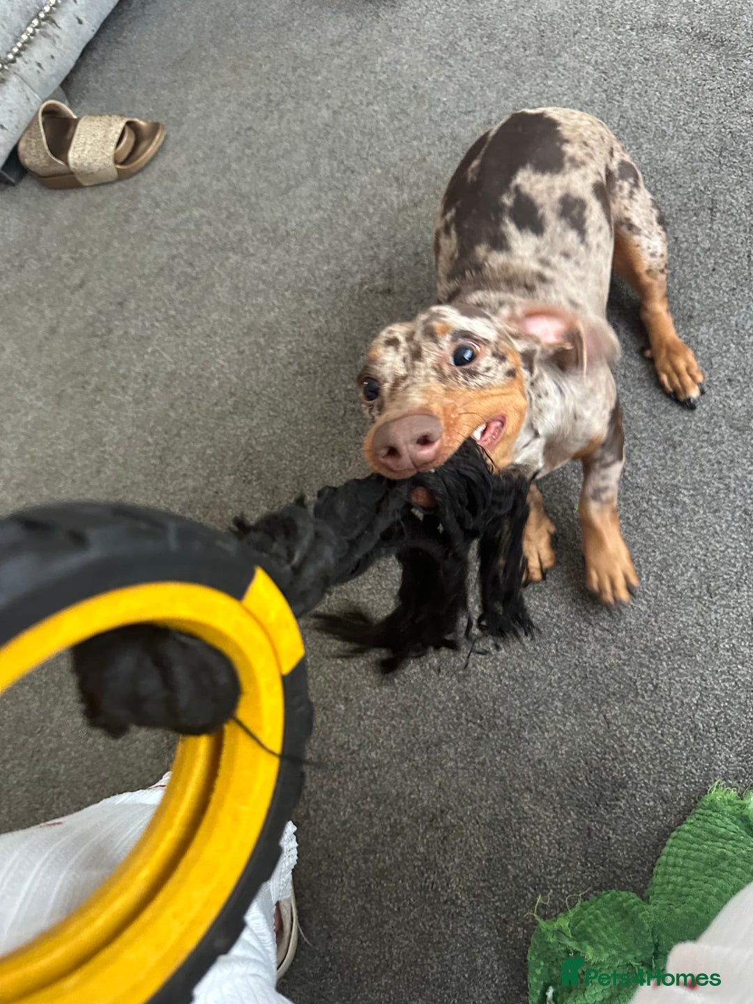 Miniature Dachshund dogs for sale: Miniature Chocolate Dapple Dachshund  - Image 6