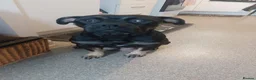 Mixed Breed dogs for sale: Beautiful English bulldog X Cane corso puppies - Advert 2