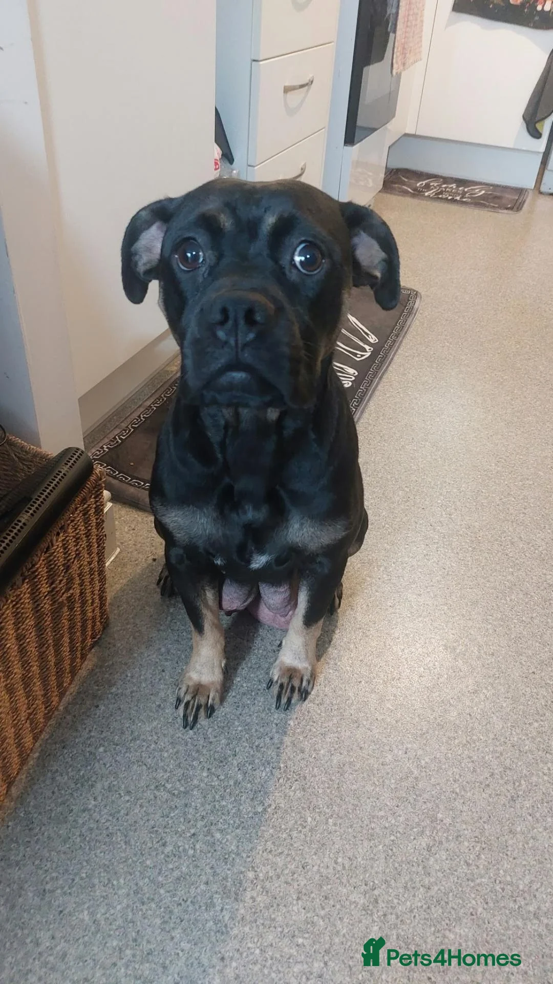 Mixed Breed dogs for sale: Beautiful English bulldog X Cane corso puppies - Advert 2