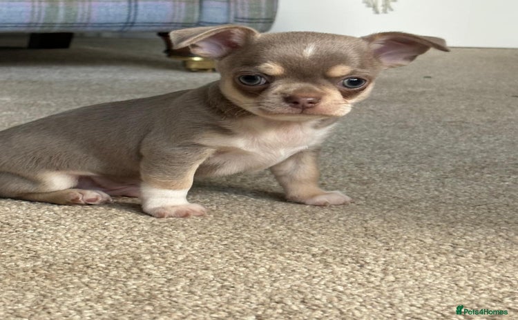 Chihuahua dogs - Advert 8