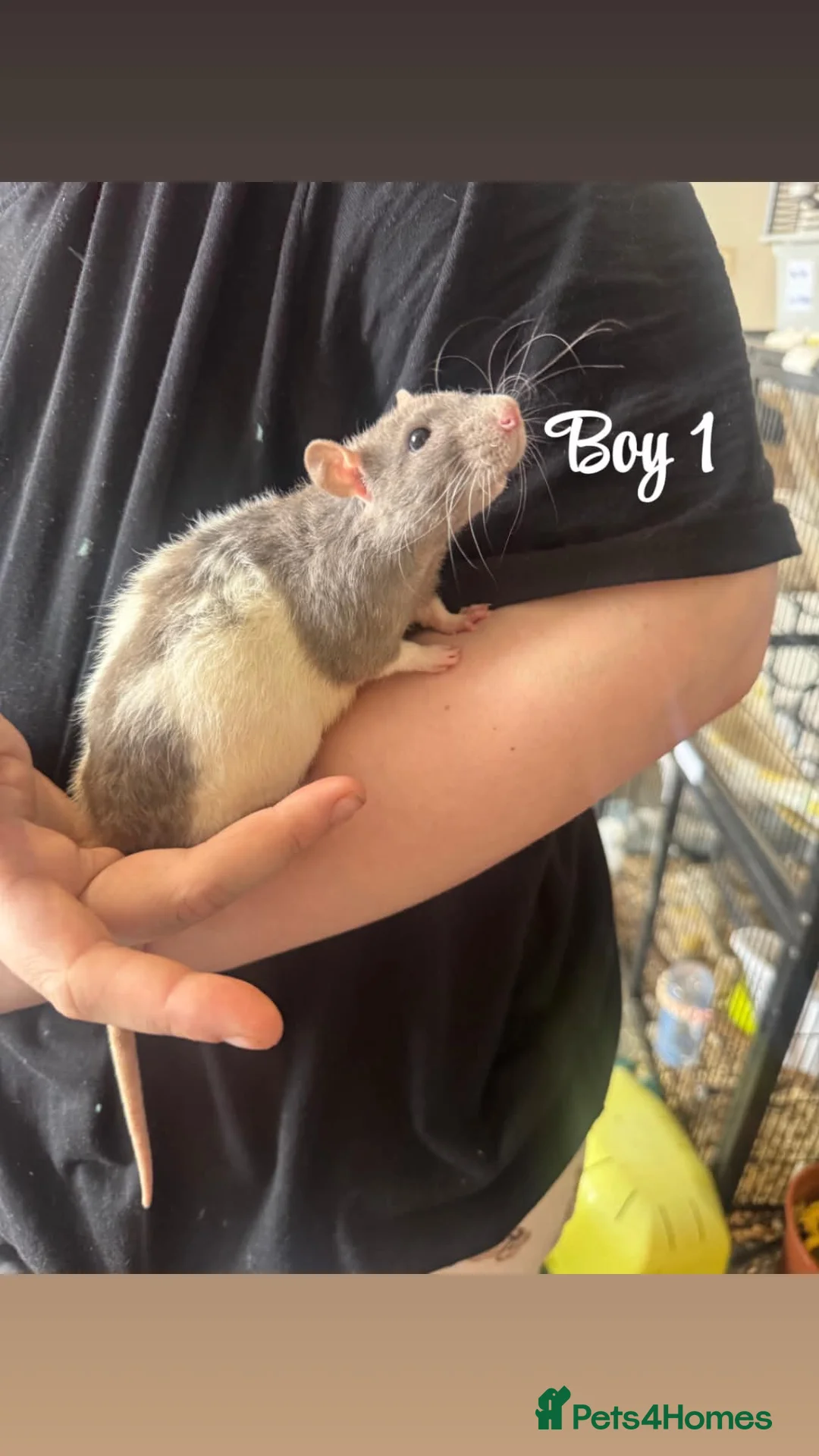 Rat rodents for sale: Baby rats  in Trowbridge - Advert 2