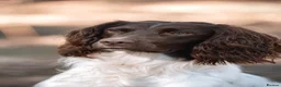 English Springer Spaniel dogs for sale: Kc springer spaniel puppies due soon - Advert 6