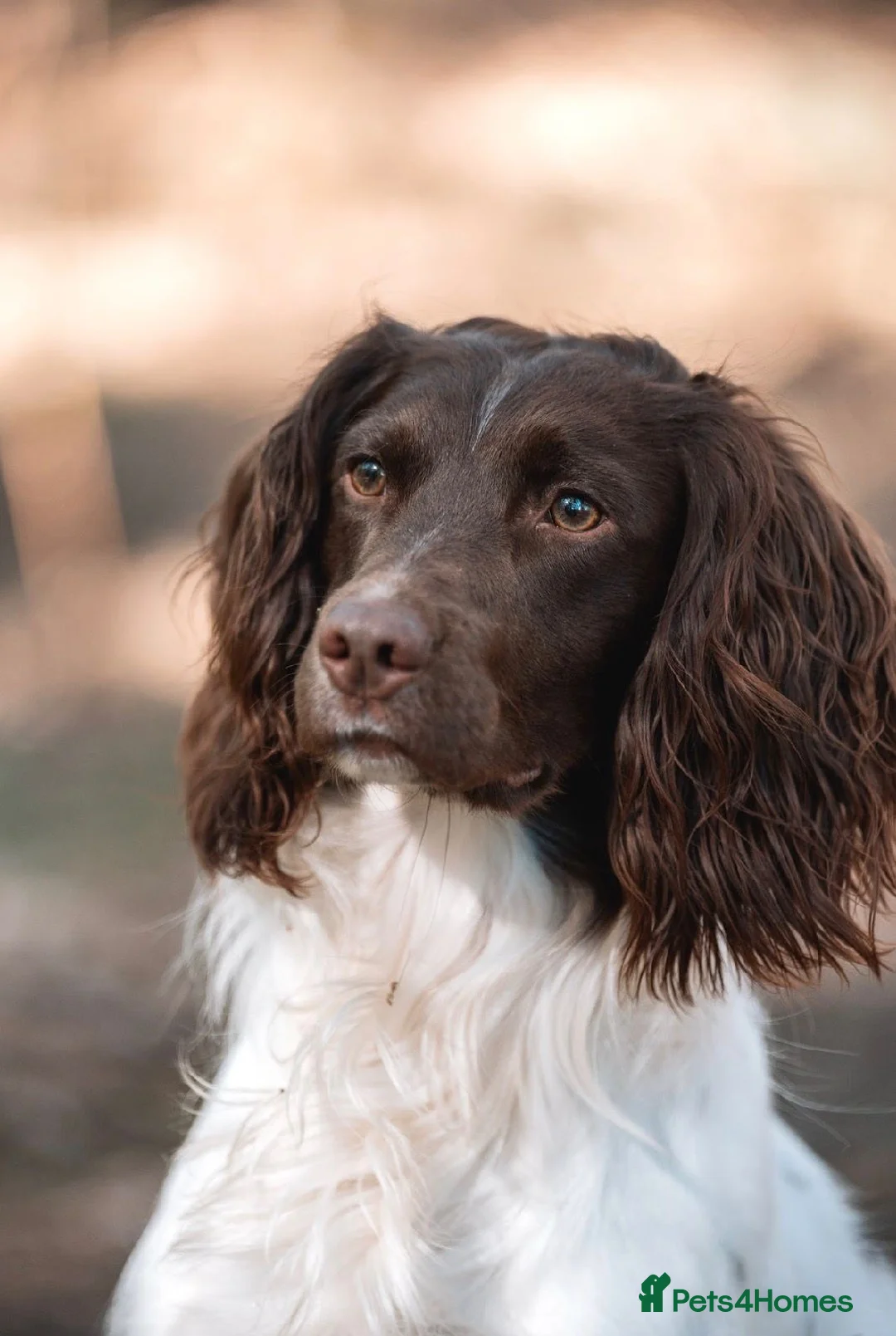 English Springer Spaniel dogs for sale: Kc springer spaniel puppies due soon - Advert 6